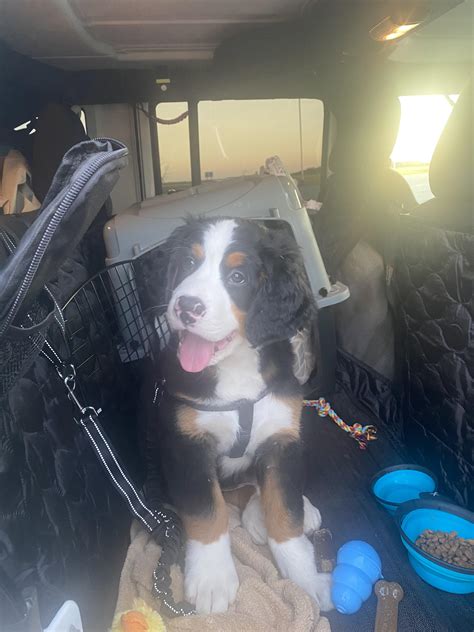 737 best Lazy Dog images on Pholder | Aww, Australian Cattle Dog and