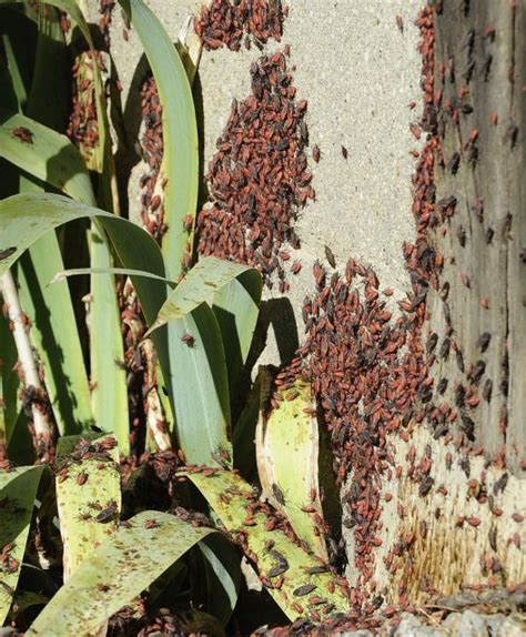 Box Elder Bug Swarm Pest Control Canada