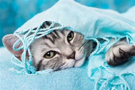 Gatito De Plata Lindo Del Gato Atigrado En Fondo Azul Imagen De Archivo