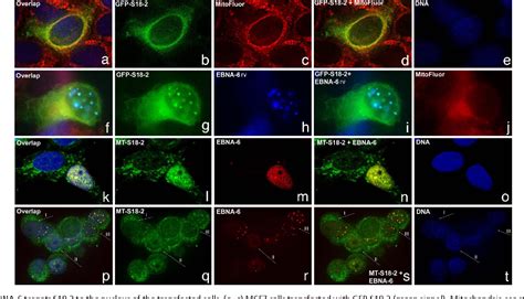 Figure 1 From EBV Encoded EBNA 6 Binds And Targets MRS18 2 To The