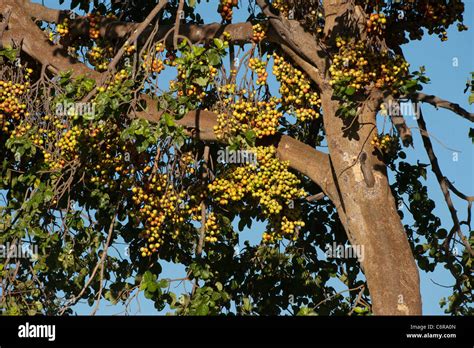 Fruits of wild sycamore fig tree Stock Photo - Alamy