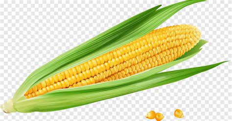 Corn On The Cob Maize Euclidean Vecteur Golden Yellow Corn Natural