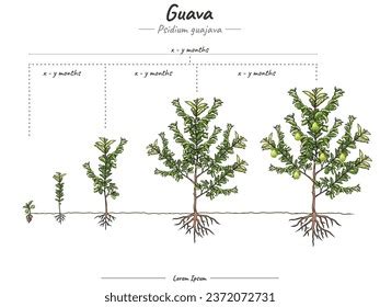 Guava Plant Growth Stages Infographic Elements Stock Vector Royalty