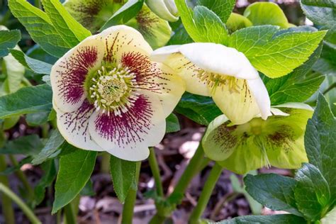 Helleborus X Hybridus White Lady Spotted Lenten Rose