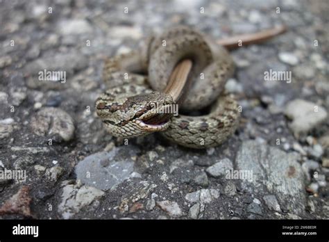 Snake Eats Snake Stock Photo Alamy