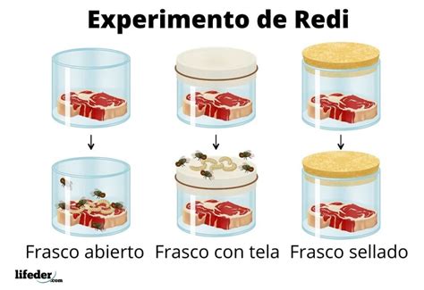 Las Teor As Del Origen De La Vida Y Evoluc Mind Map