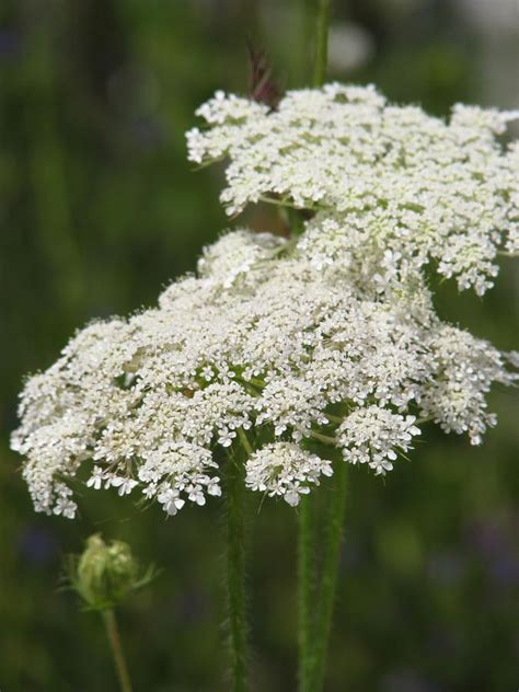 Hemlock Flowers Wild Bloomin Hemlock Flowers In The Field Affiliate