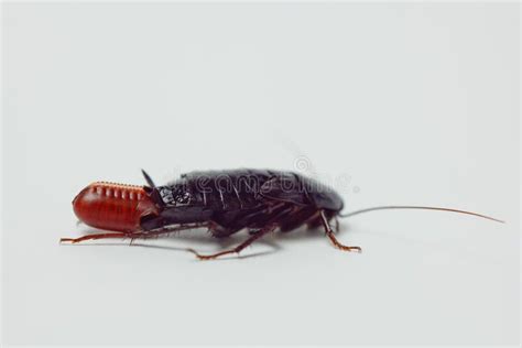 Cockroach Anatomy Stock Photos - Free & Royalty-Free Stock Photos from Dreamstime