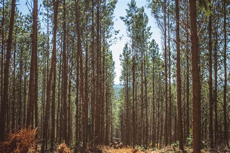 Florestas plantadas no Brasil somam 9 3 milhões de hectares em 2020