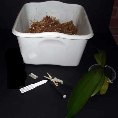 Orchid Repotting Clinic - Phalaenopsis – rePotme | Repotting orchids ...