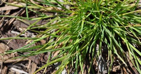 Identifying Alabama S Most Common Weeds Sharper Image Turf