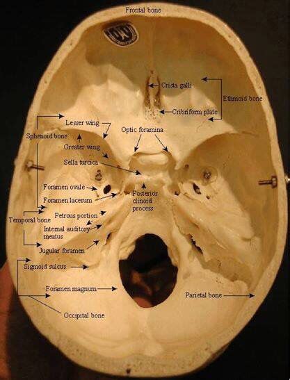 Anatom A Del Cr Neo Medical Anatomy Skull Anatomy Basic Anatomy And