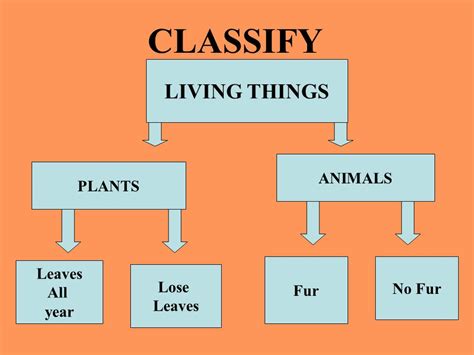 How Are Living Things Classified? - PetsNotebook