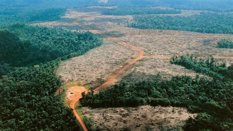 D Forestation En Amazonie Vers Un Point De Non Retour France Culture