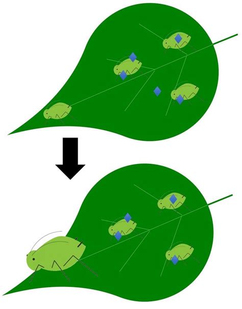 How Do They Work Bioinsecticide Edition Biocontrol Bytes