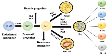 Schematic Diagram Of Key Transcription Factors Regulating Pancreas