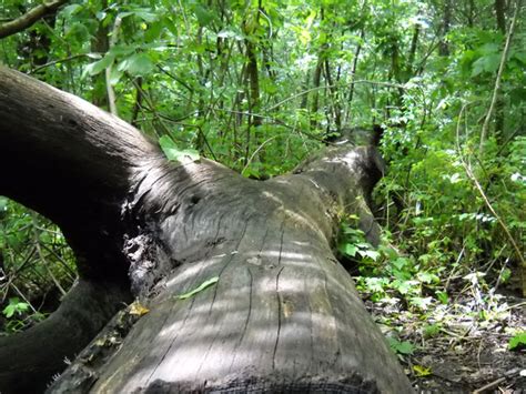 Fallen Tree Free Stock Photo Public Domain Pictures