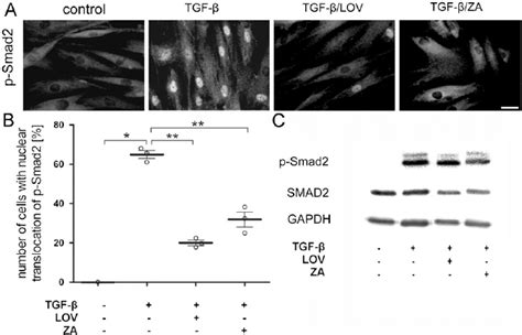 Tgf B Induced Smad Phosphorylation And Nuclear Translocation In