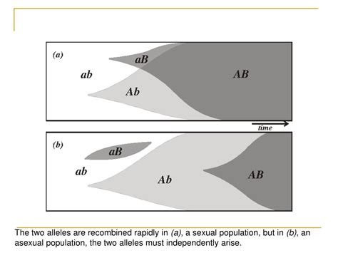 Ppt Evolution Of Sex Asexual V Sexual Reproduction Theories On The