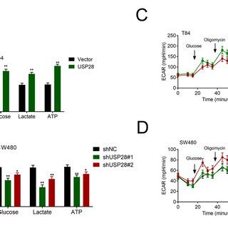 Usp Promoted Colorectal Cancer Cell Growth Up Regulation Of Usp In