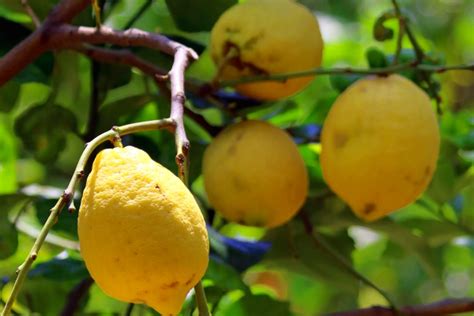 Sorrento Lemons The Large Sweet Fruits From Sorrento Near Naples