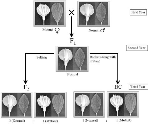 Segregation Patterns Of Mutant Phenotype Download Scientific Diagram