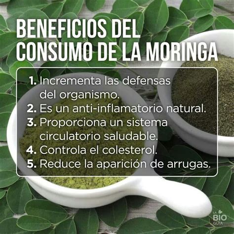 Beneficios De La Moringa Moringa Moringa Beneficios Salud Y Bienestar