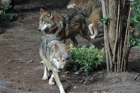 Piombino I Lupi Fanno Strage Di Pecore