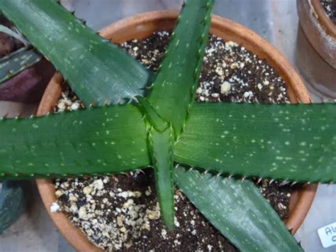 Aloe Succulent Plants Identification Chart