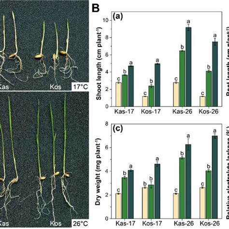 The Seedling Growth Of Two Rice Genotypes At 17 And 26 C During