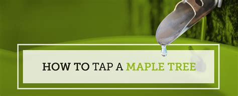 How to Tap a Maple Tree | Different Types of Maple Trees