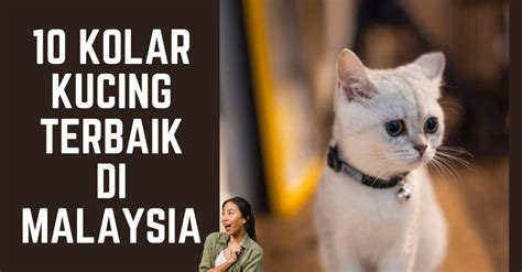 10 Kolar Kucing Terbaik Di Malaysia 2024 Terbaik Dan Berkualiti