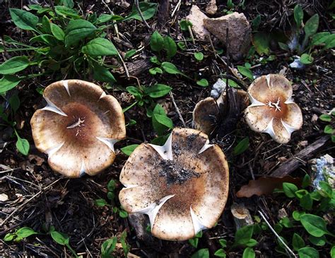 Pretty Mushrooms They Look More Like Flowers Than Mushroom Flickr