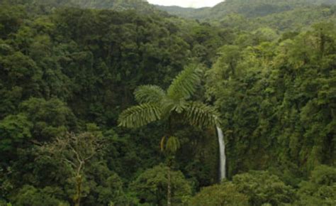 Tropical Rainforest Facts, Worksheets, Characteristics & Location For Kids