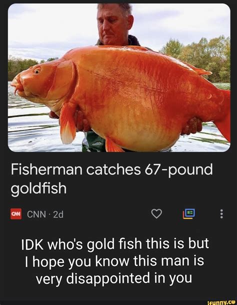 Fisherman Catches 67 Pound Goldfish CNN IDK Who S Gold Fish This Is But