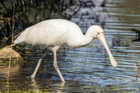 Yellow Billed Spoonbill In Victoria Australia Stock Image Image Of