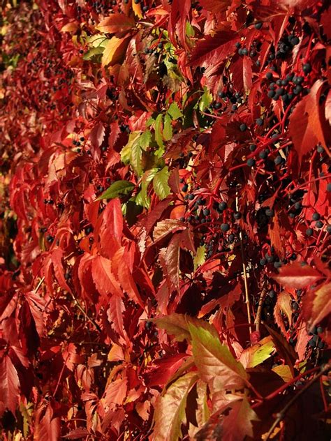 Lierre Rouge Feuilles Rouges Photo Gratuite Sur Pixabay Pixabay