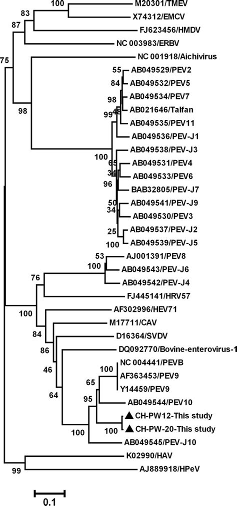 Phylogenetic Tree Constructed By Alignment Of The Complete Rdrp Gene