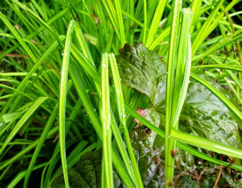 Bonney Lassie A Few Grasses In My Garden On A Wet Gray Day