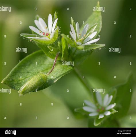 Common Chickweed Stellaria Media In Spring Stock Photo Alamy