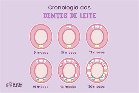 Cronologia Da Erupção Dentária Decídua E Permanente BRAINCP