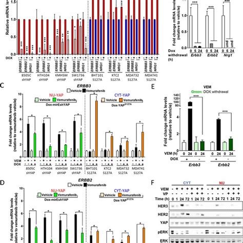 Vemurafenib Induces YAP Nuclear Translocation In CYT YAP Cell Lines