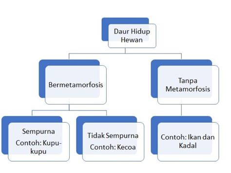 Kunci Jawaban Tema 5 Kelas 5 Halaman 40 41 Peta Pikiran Daur Hidup