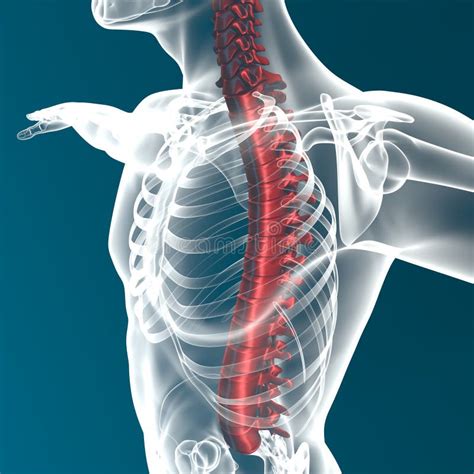 Anatomia Da Espinha Do Corpo Humano Ilustração Stock Ilustração de
