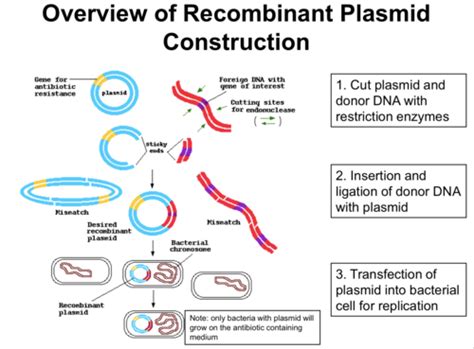 Biology Unit 4 Application And Reproduction Of Genetics Flashcards