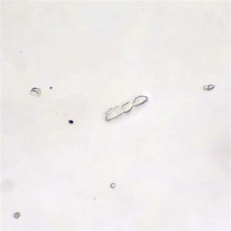 Cole Parmer Essentials Prepared Slide Bacteria Smear From Mouth From