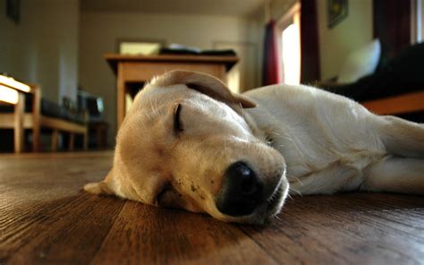 Cozy Labrador Retriever HD Wallpaper