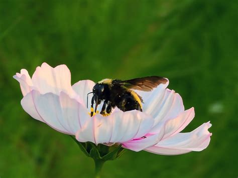 A bumble bee finding the perfect landing spot : r/gardening