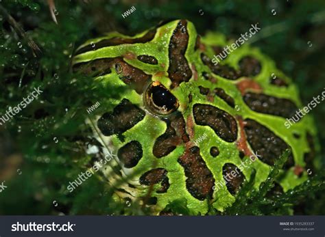 Closeup Ornate Horned Frog Ceratophrys Ornata Stock Photo 1935283337