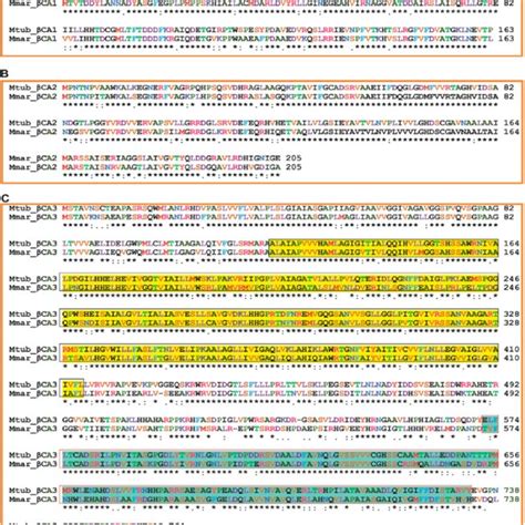 Alignment of the Mtb and Mmar β CA protein sequences Conserved amino